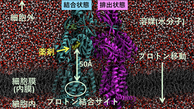 多剤排出トランスポーターAcrBの構造