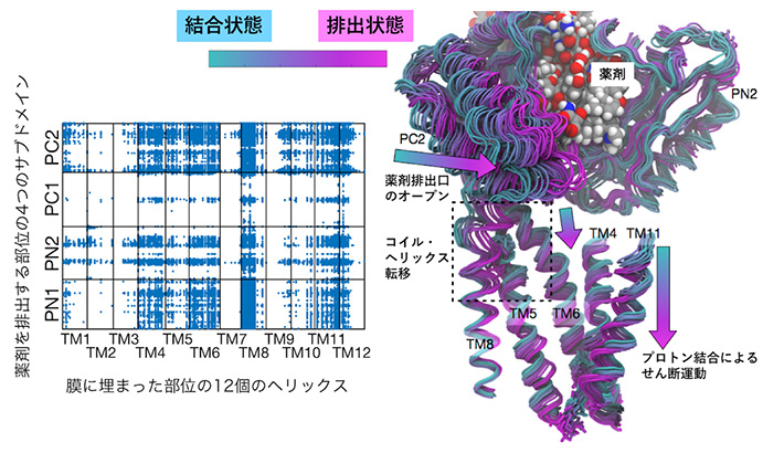 膜に埋まった部位と薬剤排出部位の動きの網羅的な相関解析の結果