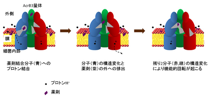 プロトン結合に起因したAcrBの薬剤排出と機能的回転