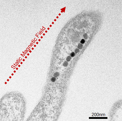 参考図 静磁場中で磁気方向に並んだ磁性細菌の電子顕微鏡画像