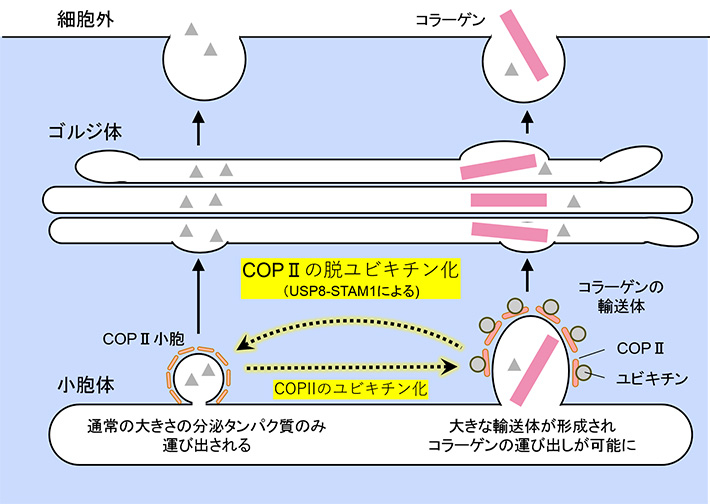 COPIIのユビキチン化と脱ユビキチン化によるコラーゲンの細胞内輸送の制御