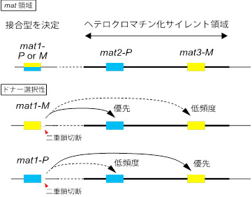 図1. mat領域の模式図と接合型変換時のドナー選択様式