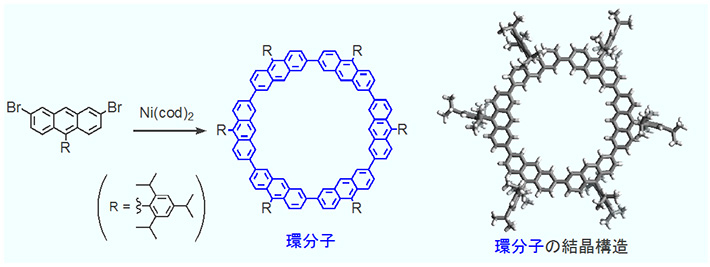 環分子の合成（左）とX線結晶構造（右）