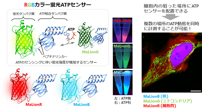 図1. ATPの濃度変化によって蛍光強度が変わるRGBカラーの蛍光ATPセンサー