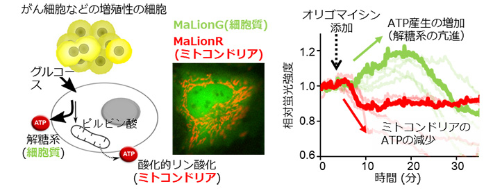 図2. がん細胞のダイナミックなATPの濃度変化を捉えた成功例