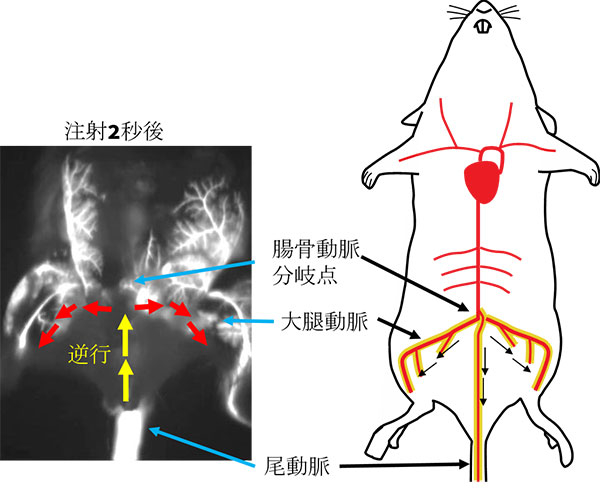 簡便 確実 短時間に骨転移モデルマウスを構築 骨転移研究を推進する新モデルで創薬研究を加速 東工大ニュース 東京工業大学