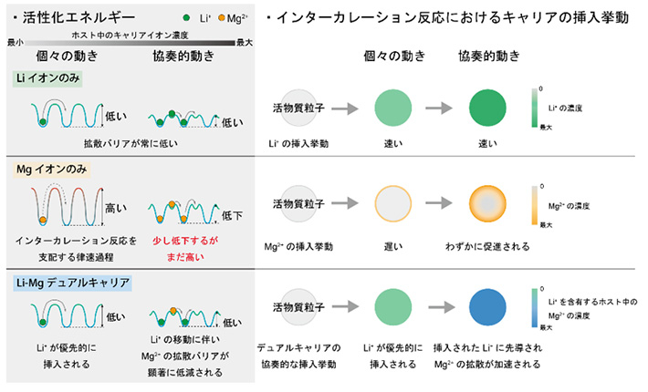 図4. インターカレーション反応における固体内拡散過程