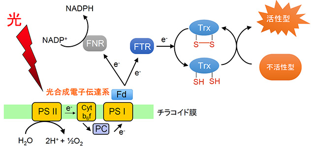 図2. 光合成電子伝達系から酵素への電子の受け渡し経路