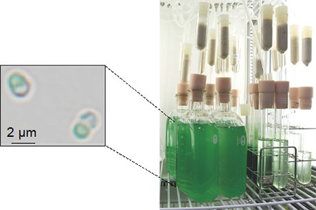 単細胞紅藻シゾンの細胞と実験室における培養の様子