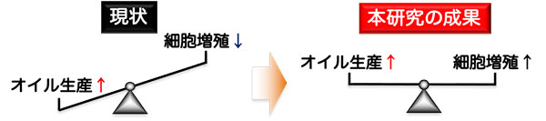 オイル生産と細胞増殖の関係