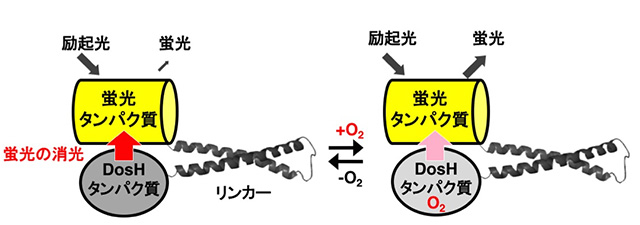 図1. 開発した酸素センサータンパク質プローブの構造モデル 蛍光の消光を作動原理とし、酸素存在下で強い蛍光を発する