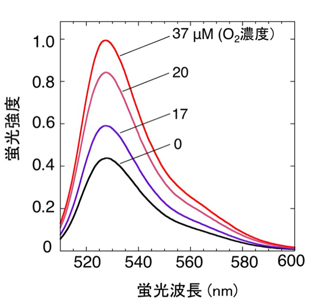 図2. ANAセンサーの酸素濃度に応じた蛍光強度変化