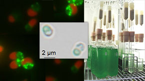 Harnessing energy from algae: Scientists identify enzyme that could help accelerate biofuel production