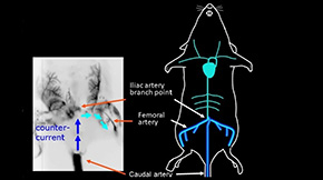 A reliable, easy-to-use mouse model for investigating bone metastasis