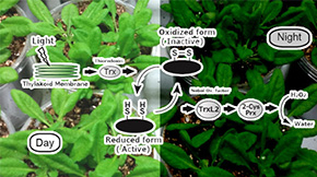 How do plants rest photosynthetic activity at night?