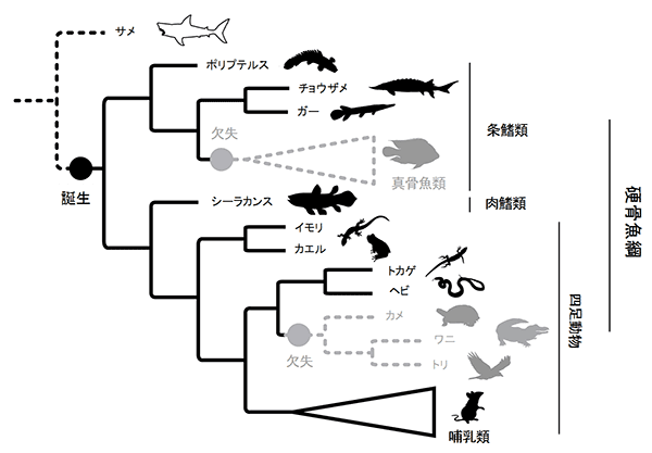 脊椎動物の進化とancV1Rの進化シナリオ