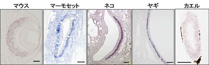 鋤鼻器におけるancV1Rの発現パターン