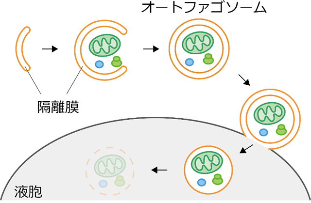 図1. オートファジーの進行過程