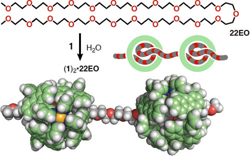 ナノカプセル1とひも状分子22EOによる貫通型ナノ構造体 （1）2・22EOの形成