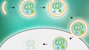 The role of the Atg2 protein in tethering pre-autophagosomal membranes to the endoplasmic reticulum