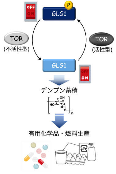 TORキナーゼの活性によりGLG1のリン酸化状態が変化して、デンプン蓄積のON/OFFが決定される。蓄積されたデンプンは、医薬品やプラスチックなどの有用化学品の原料となるレブリン酸メチルなどに変換可能である。図中のGLG1に付した「P」はリン酸化を示している