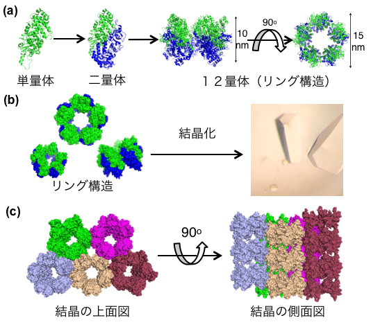 Rubiscoの12量体リング構造（a）とその結晶（b）、結晶内の分子の配列構造（c）