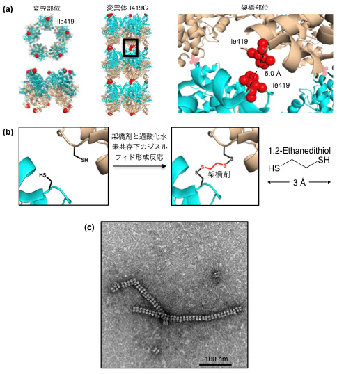 Rubisco結晶内の隣接残基の位置（a）、架橋剤存在下のジスルフィド形成反応（b）、結晶から溶かし出されたチューブ構造（c）