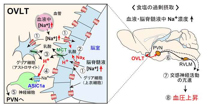 体液のNa+度上昇に応答した血圧上昇を担う脳内メカニズム