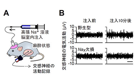 Nax遺伝子欠損マウスは脳脊髄液のNa+度が上昇しても、交感神経活動の亢進や血圧上昇が起こらない