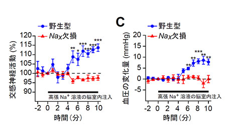 Nax遺伝子欠損マウスは脳脊髄液のNa+度が上昇しても、交感神経活動の亢進や血圧上昇が起こらない