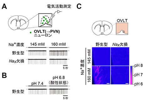 Naxの活性化は、酸の放出とそれにともなうASIC1aの活性化を誘導し、OVLT（→PVN）ニューロンの活動を亢進させることで血圧を上昇させる