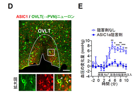 Naxの活性化は、酸の放出とそれにともなうASIC1aの活性化を誘導し、OVLT（→PVN）ニューロンの活動を亢進させることで血圧を上昇させる