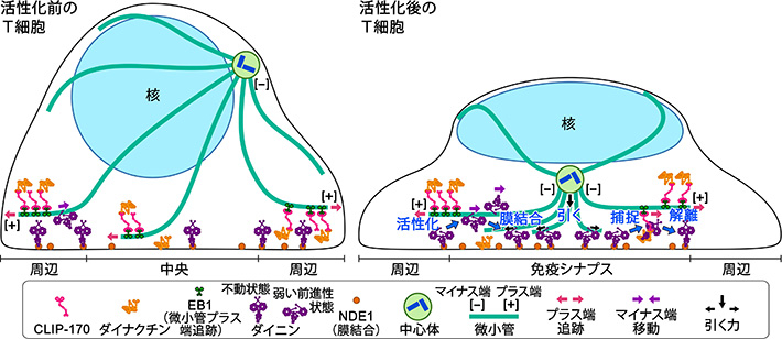 抗原刺激されたT細胞において中心体が細胞接着面の中心近傍に移動する仕組み