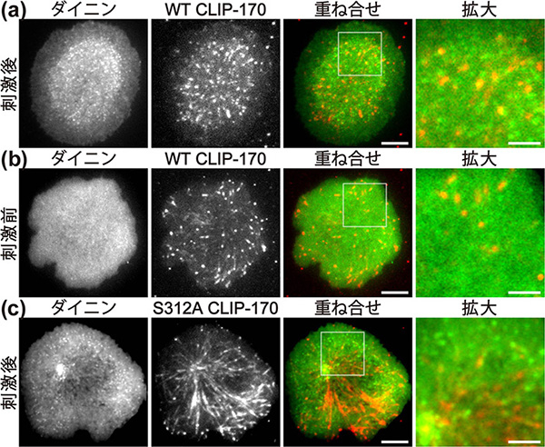 2色同時蛍光分子イメージングにより、中心体移動にはT細胞刺激とCLIP-170リン酸化の両方が必須であることが示された
