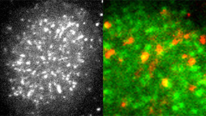 A new molecular player involved in T cell activation