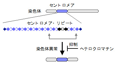 ヘテロクロマチンはセントロメア・リピートを「のりしろ」にした染色体異常を抑制する