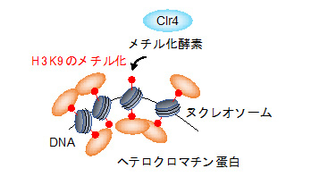 Clr4がヒストンH3のK9をメチル化すると複雑なヘテロクロマチンが形成する。赤：メチル化修飾。灰色：ヌクレオソーム。オレンジ：メチル化したヒストンに結合するヘテロクロマチン蛋白。