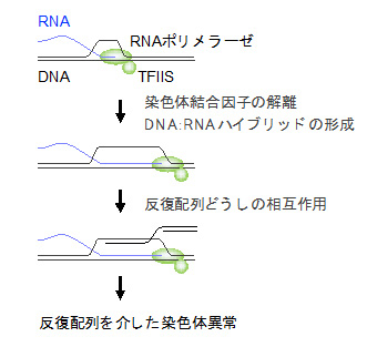 TFIIS依存的な転写が染色体異常を誘発する