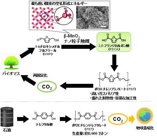 図1. （上）バイオマス資源からのポリエチレンフラノエート（PEF）合成ルート。本研究で新規に開発したβ-MnO2ナノ粒子触媒が、HMFからFDCAへの酸化反応を効率的に促進する（下）化石資源からのポリエチレンテレフタレート（PET）合成ルート。PET生産量は非常に多いため、バイオマス資源からの合成ルートに置き換えることができれば飛躍的なCO2排出抑制につながる