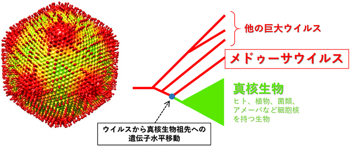 メドゥーサウイルスの粒子構造（左）とヒストン遺伝子やDNA複製酵素の系統樹の模式図（右）