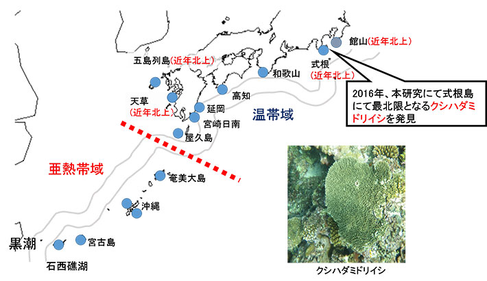 クシハダミドリイシのサンプリング地点とクシハダミドリイシの写真。青丸がサンプリング地点。赤点線で記された海域付近で温帯域と亜熱帯域に分かれており、この赤点線を超える亜熱帯から温帯への海流による直接の幼生分散はやや制限される。灰色線は黒潮の流れを示す。