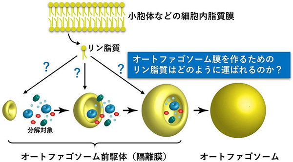 オートファゴソーム形成過程の模式図