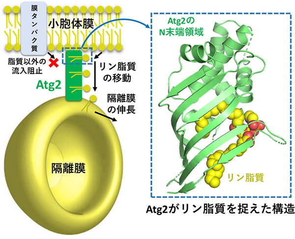 Atg2による小胞体から隔離膜へのリン脂質の供給モデル