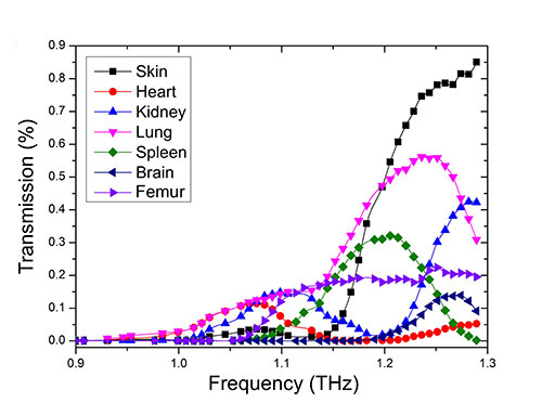 マウスの臓器ごとのテラヘルツ透過スペクトル測定結果。