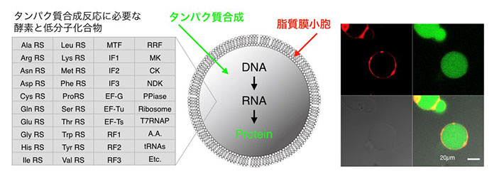 脂質膜小胞の内部でタンパク質を合成する人工細胞（右）。