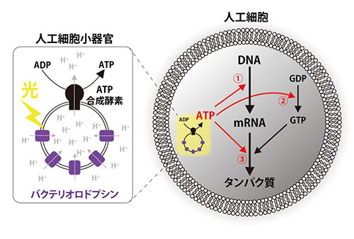 ATP合成酵素とバクテリオロドプシンからなる人工細胞小器官と、それを含む人工細胞の概念図。