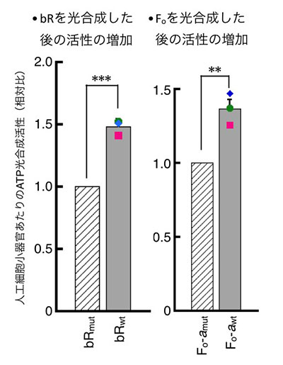 bRまたはFoの光合成による人工細胞小器官の活性の増加。bRmutまたはFo-amutは活性を欠損した変異体であるため、光合成後も人工細胞小器官の活性は変化しない。