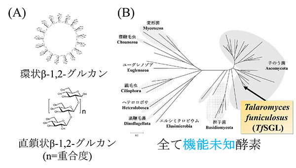 β-1,2-グルカンの構造（A）とTfSGLの系統樹（B）