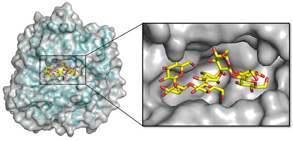 TfSGL-β-1,2-グルカン複合体の全体構造及び基質ポケット構造