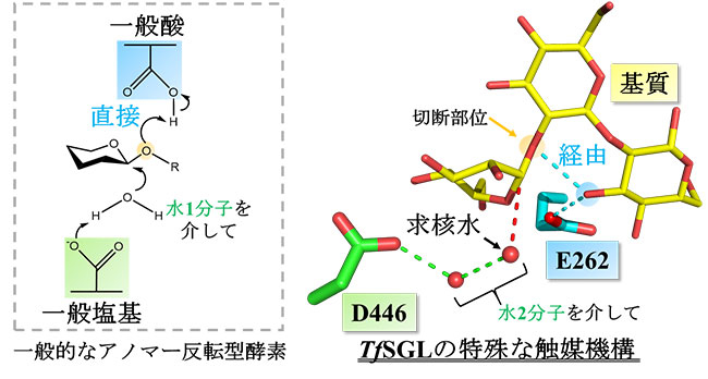 本研究により明らかになったTfSGLの触媒機構